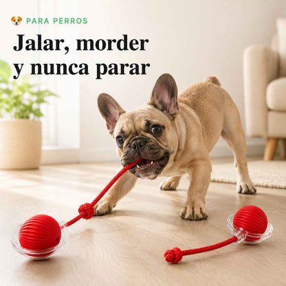 Adiós al Aburrimiento y a los Muebles Dañados | Pack x2 Pelotas Interactivas